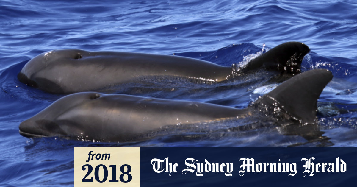 Hybrid between a melon-headed whale and a rough-toothed dolphin found